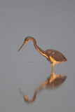 Tricolored Heron