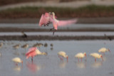 Roseate Spoonbills After Sunset