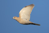 Eurasian Collared-Dove