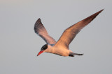 Caspian Tern