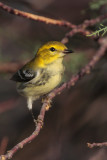 Black-throated Green Warbler