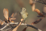 Ruby-crowned Kinglet