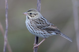 Savannah Sparrow