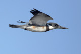 Belted Kingfisher
