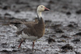 Snow Goose