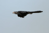 Groove-billed Ani