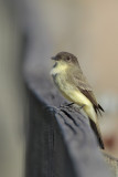 Eastern Phoebe