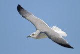 Laughing Gull