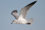 Laughing Gull