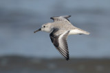 Sanderling