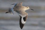 Willet