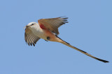 Scissor-tailed Flycatcher