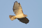 Red-tailed Hawk
