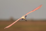 Roseate Spoonbill