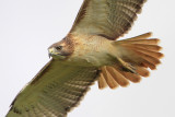 Red-tailed Hawk