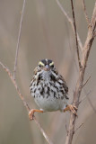 Savannah Sparrow