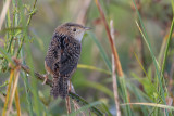 Sedge Wren