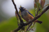 Spangle-cheeked Tanager