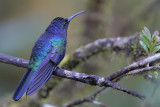 Violet Sabrewing