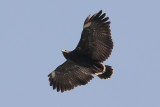 Common Black-Hawk