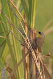 Gray-crowned Yellowthroat