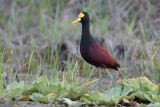 Northern Jacana