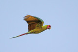 Military McCaw