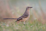 Northern Mockingbird