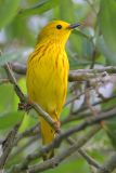 Yellow warbler