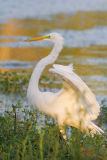 Great Egret