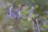 Green Heron