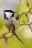 Black-capped Chickadee