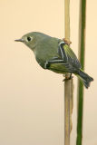 Ruby-crowned Kinglet