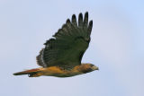 Red-tailed Hawk