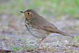 Swainsons Thrush