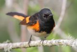 American Redstart