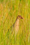Purple Gallinule