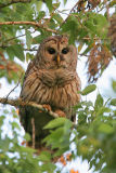 Barred Owl