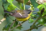 Magnolia Warbler