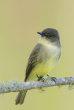 Eastern Phoebe