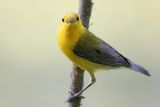 Prothonotary Warbler