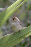 Indigo Bunting