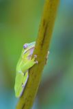 Green Tree-Frog