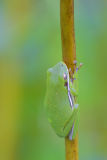 Green Tree-Frog