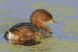 Pied-billed Grebe