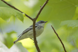 Cerulean Warbler