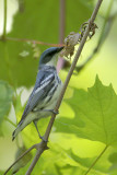 Cerulean Warbler