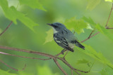 Cerulean Warbler