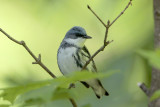 Cerulean Warbler