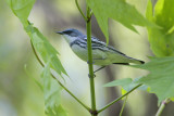 Cerulean Warbler